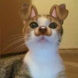 Meong's.