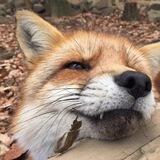 Rich Foxx.