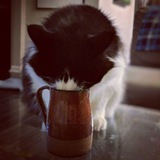 Meong jajan