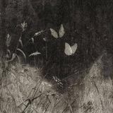 butterflying