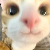 cutiepie