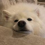 c.