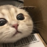 Meow meow