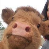 🐄