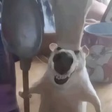 小情双向