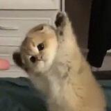 𖥔 ˑ ִ ֗ meongies 🐈📎！