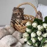 🐈🧺💐