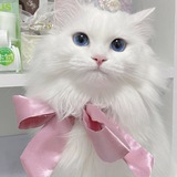 —고양이는 재미있다!