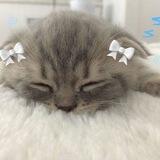 Awuurel. ZzzzzZzz