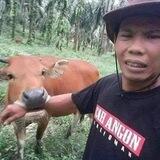 mici mici