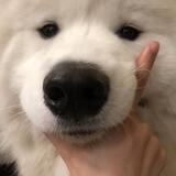 num num free mute/block