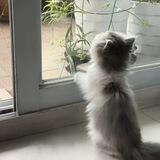 A.