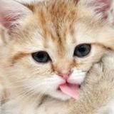 Sui Kitty Drop