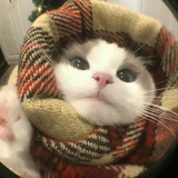 Cathhgcbot