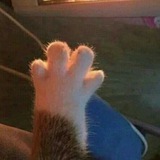 oui