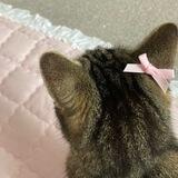 dubu's