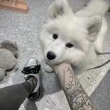 专业引流双向机器人
