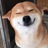 Corgi | TCVN