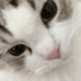 Kittens bot