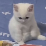 enengg 🐈