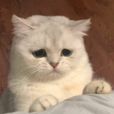vebuy