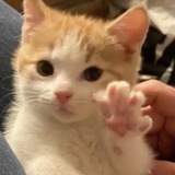 mimi