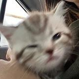 A.