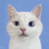 ㅤ꒰ felinous ꒱