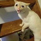 A.