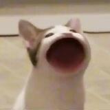 fay