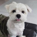 maeumi at 100%