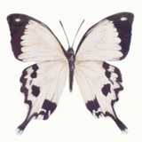 Louveliest