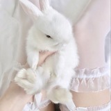 graceful's helper ♡