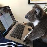 🐨 . . . arumika - box!