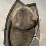 cumi’s lil cart