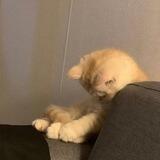 s.