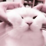 ૮₍ ෆ kay's assist ෆ ₎ა