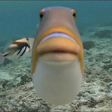 mwah