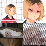 mipawssist