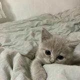 — assistant.