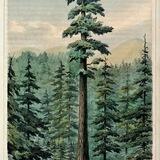 Sequoia