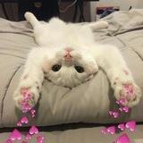 Moon Caty 🐱