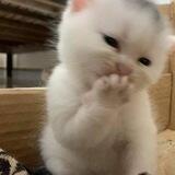 miong ! 🐈