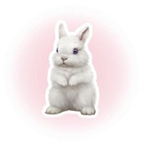 Luviedbunns order