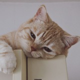ᴇʙᴏᴡ's ʙᴏᴛ