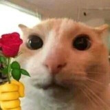 Bot apa aja