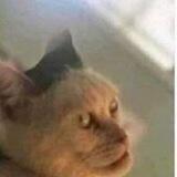 Botku