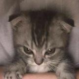 🐈‍⬛️