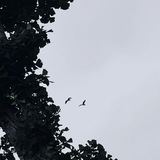 Sniper.
