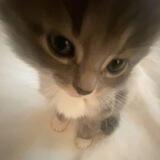 Ray